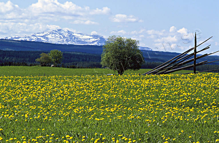 Areskutan, dandelion, hssjevirke, Jamtland, landscapes, mountain, summer, ng