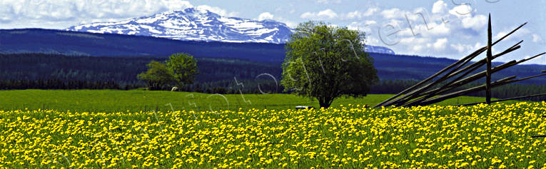 Areskutan, dandelion, hässjevirke, Jamtland, landscapes, mountain, panorama, panorama pictures, summer, äng