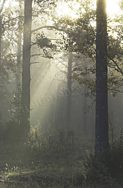 ambience, ambience pictures, atmosphere, autumn, big forest, elfin, fairies, fog, morning, morning mist, season, seasons, trolskt, woodland