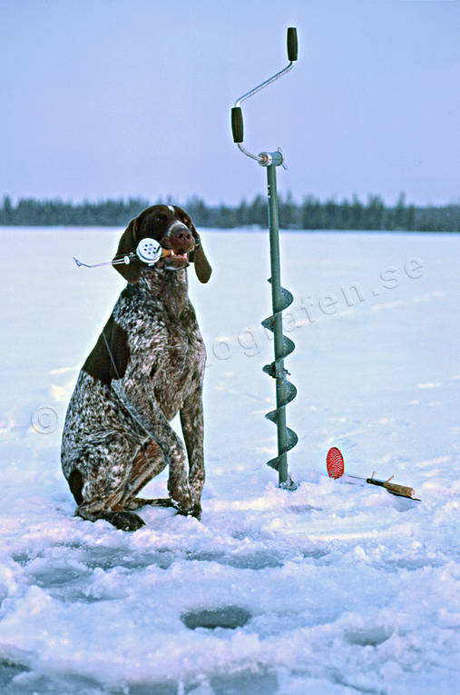 angling, apport, dog, fishing, german shorthaired pointer, ice drill, ice fishers, ice fishing, ice fishing, perch, perch fishing