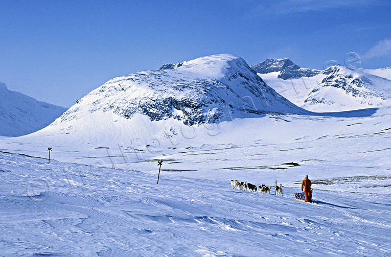 alpine station, dogsled, dogsled ride, Herrklumpen, mountain, sled dog, sled dogs, sledge dog, sledge dogs, sledge trip, sylarna, wild-life, winter, ventyr