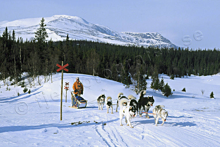 alpine station, dogsled, dogsled ride, Hrjngsfjllen, mountain, sled dog, sled dogs, sledge dog, sledge dogs, sledge trip, wild-life, winter, ventyr