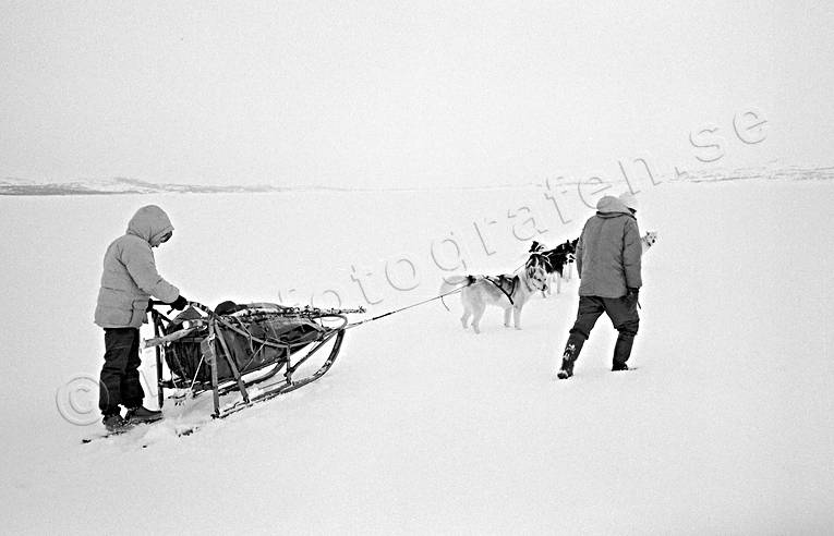dogsled, dogsled ride, Essand lake, sled dog, sled dogs, sledge dog, sledge dogs, sledge trip, wild-life, winter, äventyr