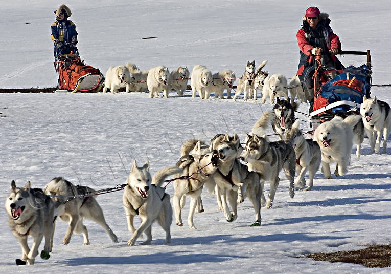 action, dog, dog sled, dogs, dogsled, samoyed, siberian husky, sled dog, sled dogs, sledge dog, snow, speed, spring-winter, winter, äventyr