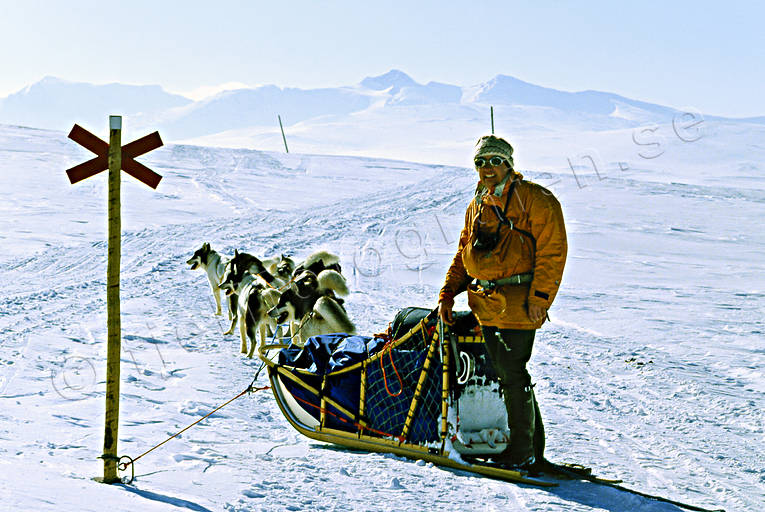dogsled, dogsled ride, Herjedalen, mountain, sled dogs, sledge dog, sledge dogs, sledge trip, Swedish Mountains, sylarna, track mark, wild-life, winter, äventyr
