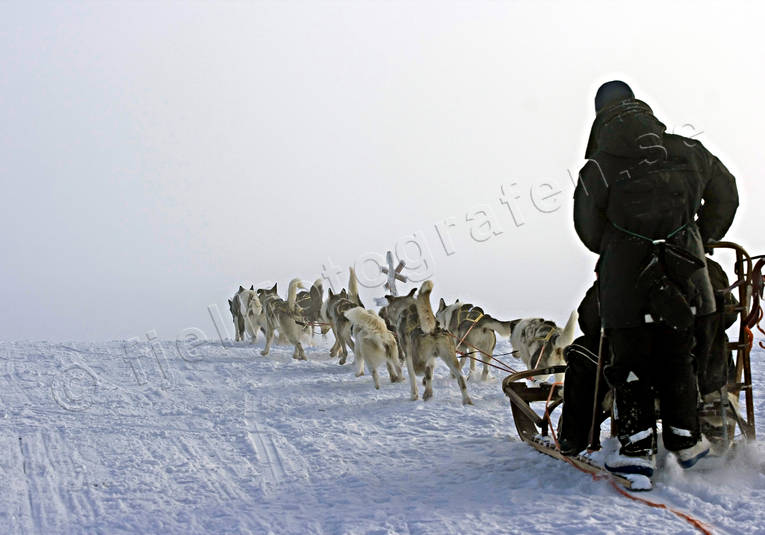 mountain, mountains, outdoor life, sled dog, sled dogs, sledge dog, snow, tourism, wild-life, winter, äventyr