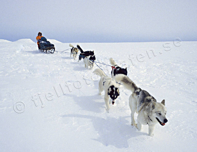 cold, dog musher, dog handler, dogsled ride, mountain people, sled dog, sled dogs, sledge dog, sledge dog ride, sledge dogs, sledge trip, snow, wild-life, winter, ventyr