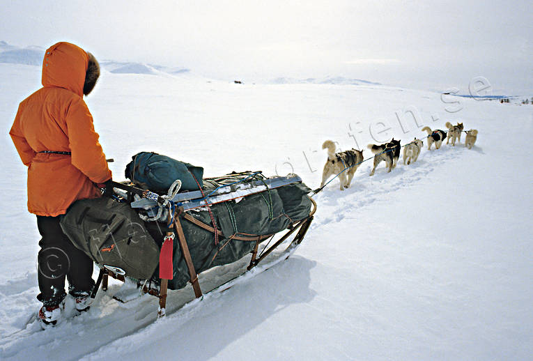 dogsled, dogsled ride, greenland dogs, sled dog, sled dogs, sledge dog, sledge dogs, sledge trip, wild-life, winter, äventyr