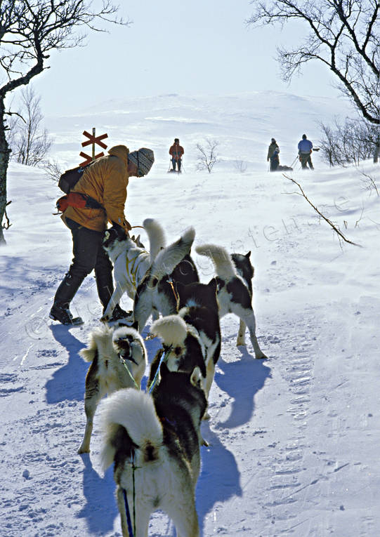 cold, dog musher, dog handler, dogsled ride, greenland dogs, mountain people, sled dog, sled dogs, sledge dog, sledge dog ride, sledge dogs, sledge trip, snow, wild-life, winter, ventyr