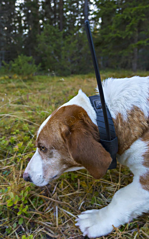animals, dog, dog location equipment, dog searcher, drever, drevjakt, hunting, hunting dog, mammals, roedeer hunting