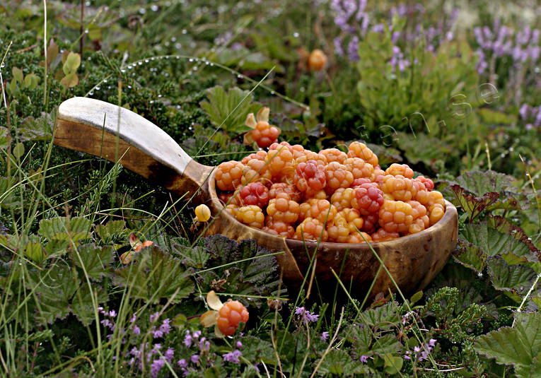 berries, berry picking, biotope, biotopes, bog soil, cloudberry, cloudberry, drinking vessel, mire, mountain, nature