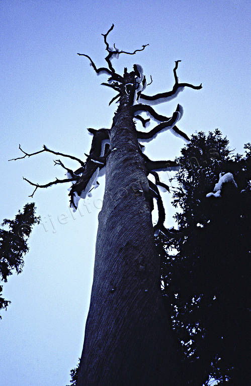 biotope, biotopes, dead tree, dry pine, forest dying syndrome, forest land, forests, nature, old, tree, woodland