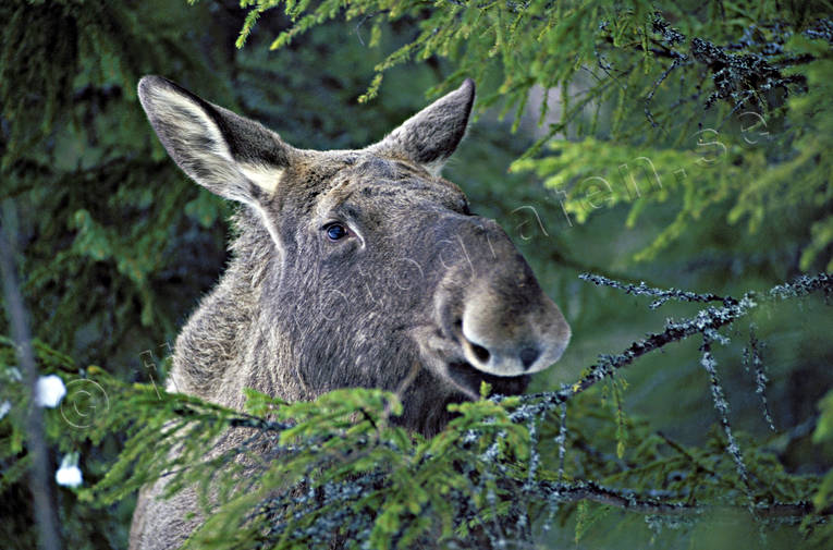 Animals - Mammals - Moose - Elk calf, moose calf among fir tree branches ©  toj-00528 - LAPONIA PICTURES of Sweden