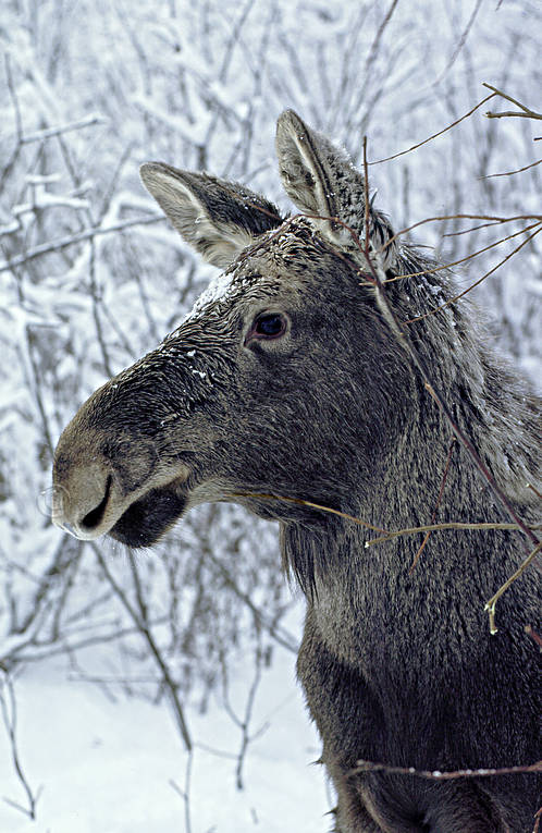 animals, birch shrub, mammals, moose, moose, sly, winter, winter landscape