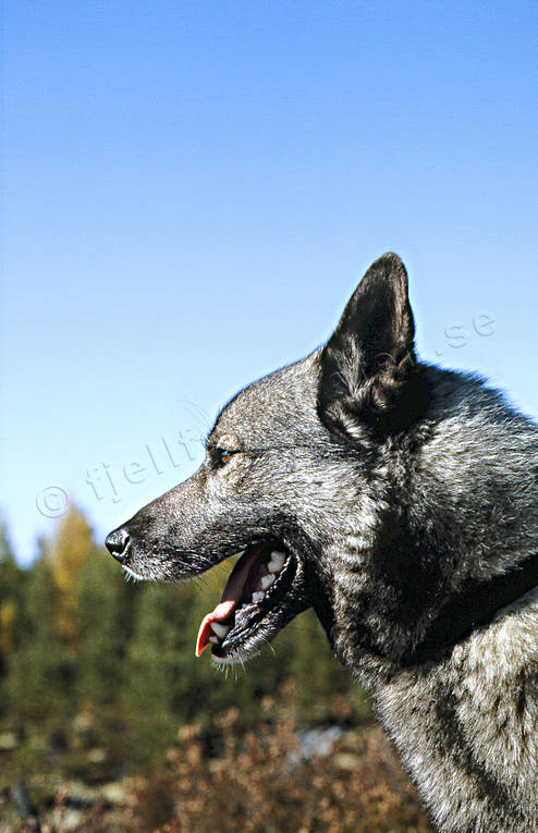 animals, dog, dogs, elk dog, elkhound, hunting dog, mammals, norsk älghund grå