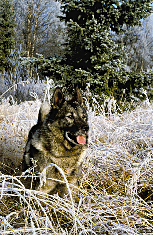 animals, dog, dogs, elk dog, elkhound, hunting dog, mammals, norsk älghund grå