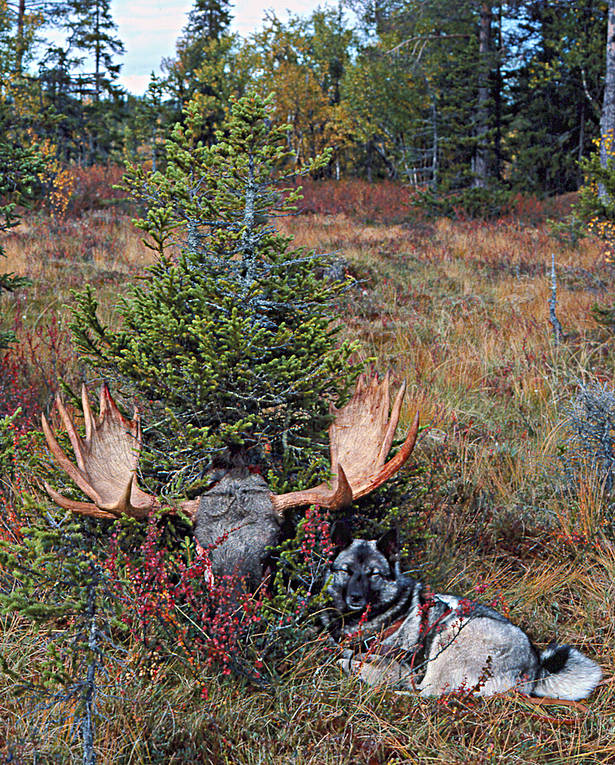 elk dog, elkhound, guards, hunting, hunting moose, moose head, elk head, moose hunting