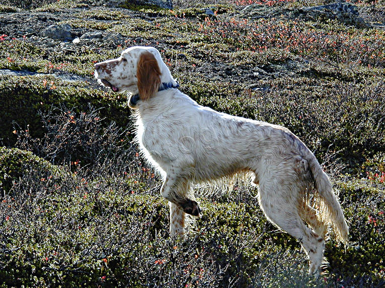 animals, bird dog, booth, dog, dogs, english setter, hunting, mammals, pointing dog, setter, white grouse hunt