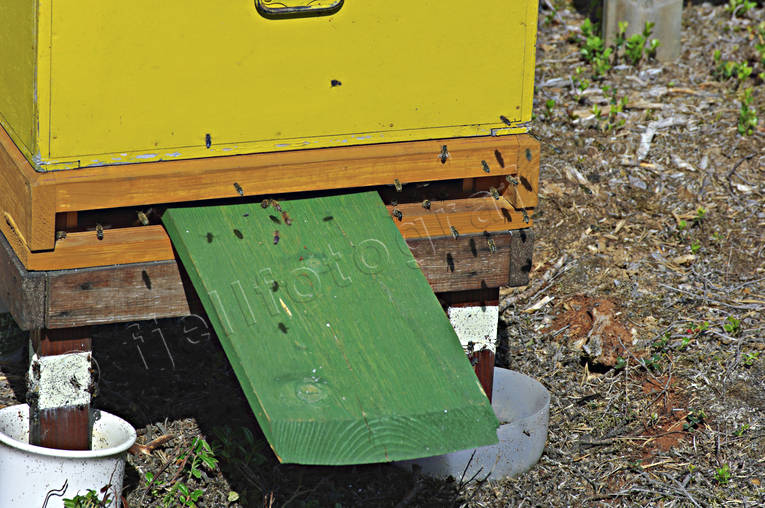 bee hive, bee hives, bees, entrance to beehive, environment, forestry, honey, nature, pollination, woodland, work