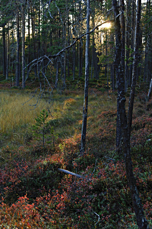 autumn, backlight, biotope, biotopes, evening, evening light, forest land, forests, nature, pine trunks, season, seasons, tree, woodland