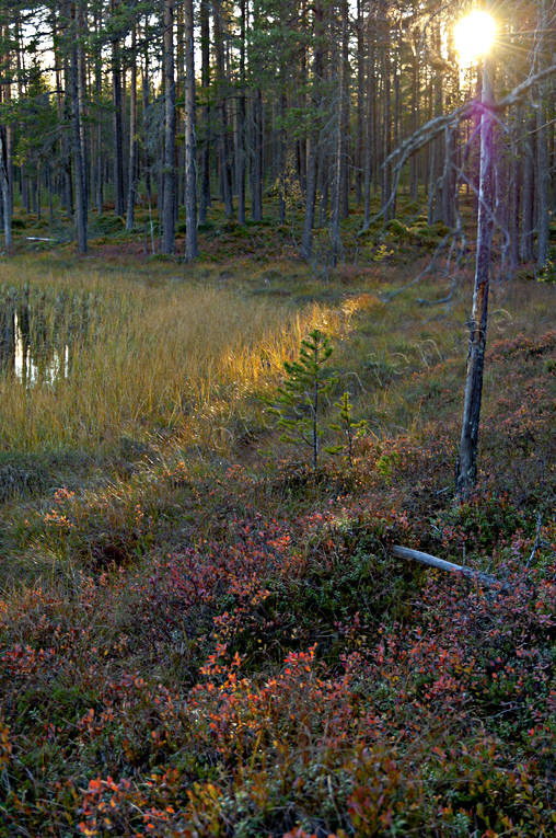 autumn, backlight, biotope, biotopes, evening, evening light, forest land, forests, nature, pine trunks, season, seasons, tree, woodland