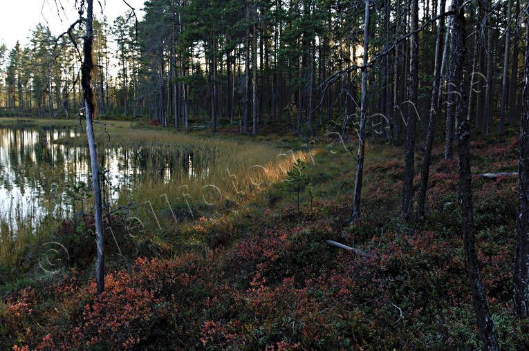 autumn, backlight, biotope, biotopes, evening, evening light, forest land, forest tarn, forests, nature, pine trunks, season, seasons, tree, woodland