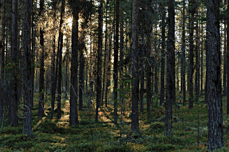 autumn, backlight, biotope, biotopes, evening, evening light, forest land, forests, nature, pine trunks, season, seasons, tree, woodland