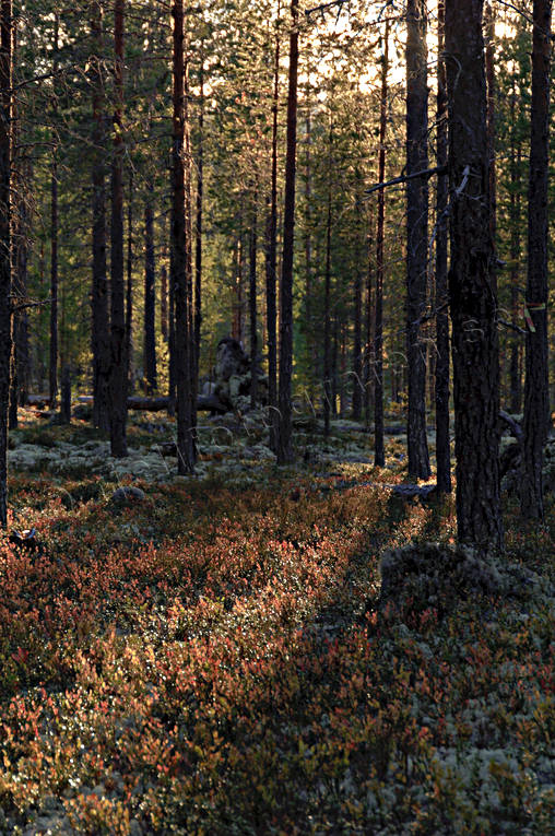 autumn, backlight, biotope, biotopes, evening, evening light, forest land, forests, nature, pine trunks, season, seasons, tree, woodland