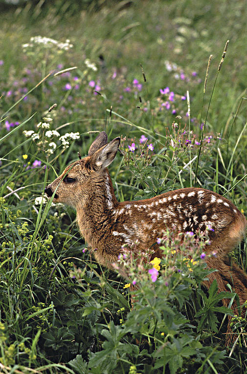 animals, bambi, fawn of roedeer, flowers, kid, mammals, meadow flowers, venison, ng