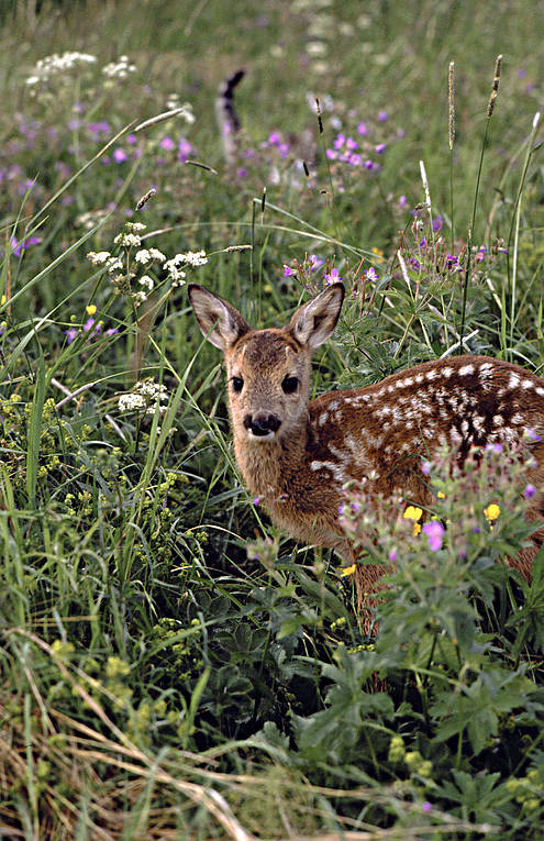 animals, bambi, fawn of roedeer, flowers, kid, mammals, meadow flowers, venison, äng