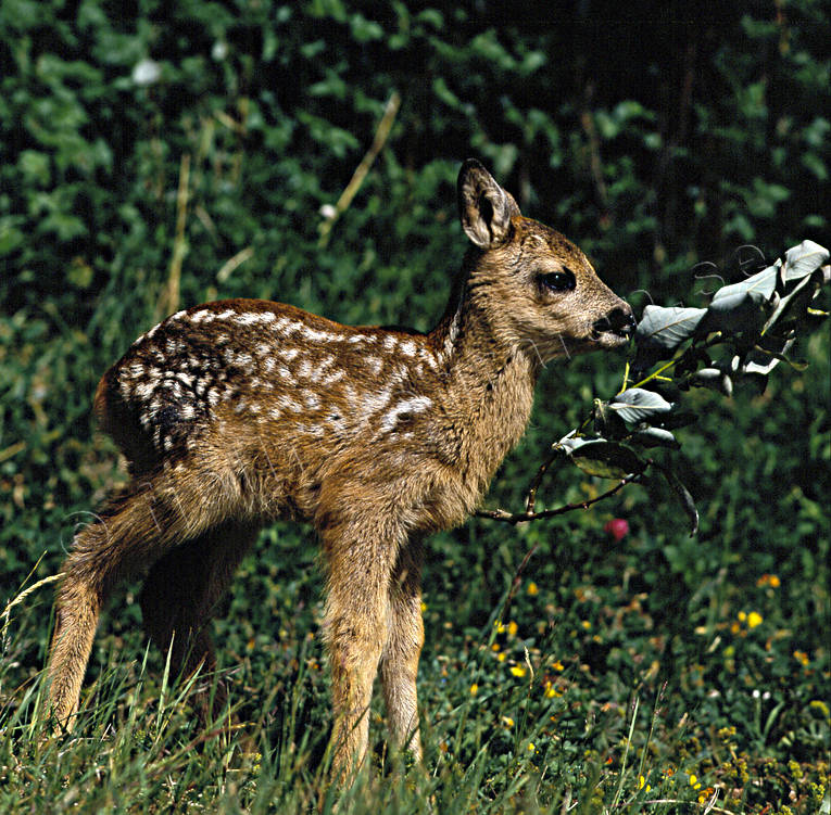 animals, bambi, fawn of roedeer, kid, leave, mammals, venison