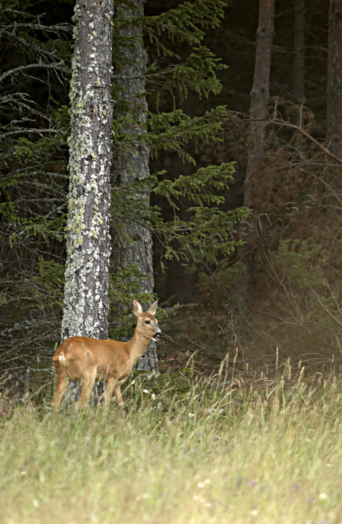 animals, female roe deer, goat, mammals, skogskant, venison, woodland