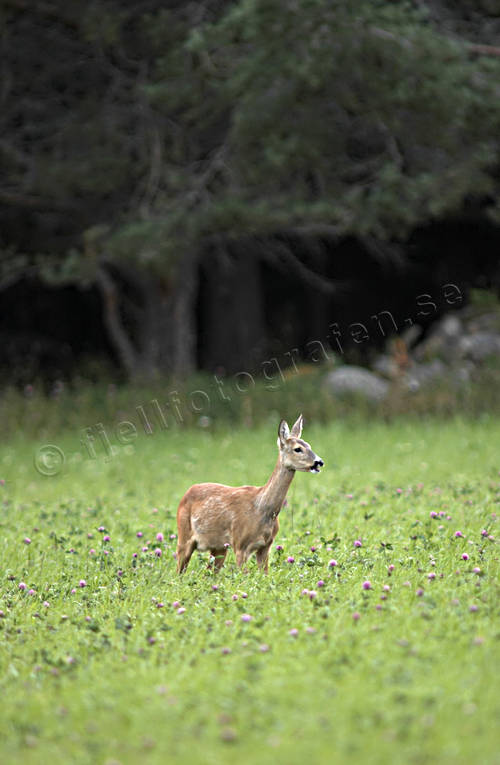 animals, clover, clover field, female roe deer, mammals, venison