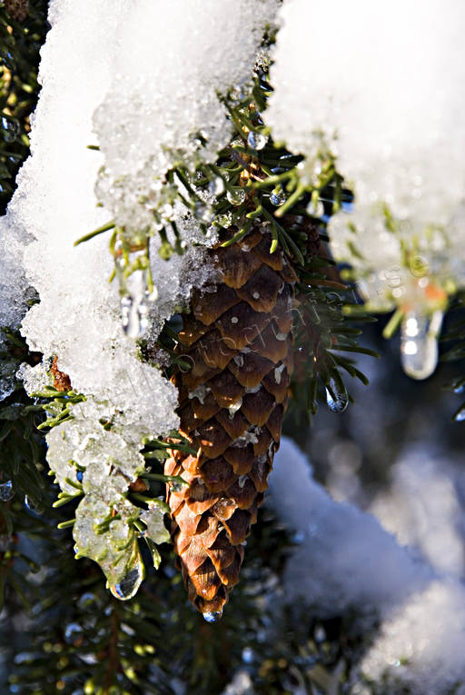 ambience, ambience pictures, atmosphere, christmas, christmas ambience, christmas card, christmas pictures image, fir-cone, fir-cones, season, seasons, snow, spruce, spruce spray, winter, winter pictures