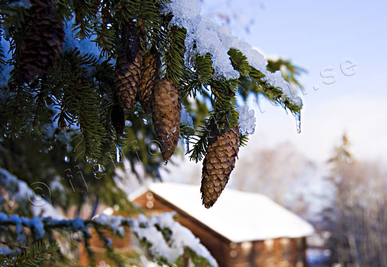 ambience, ambience pictures, atmosphere, christmas, christmas ambience, christmas card, christmas pictures image, fir-cones, season, seasons, spruce, spruce spray, winter, winter pictures
