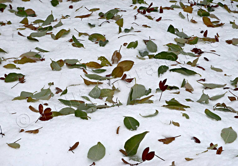 atmosphere, autumn, autumn colours, autumn storm, hoarfrost, leaf, leave, nature, seasons, stmmning