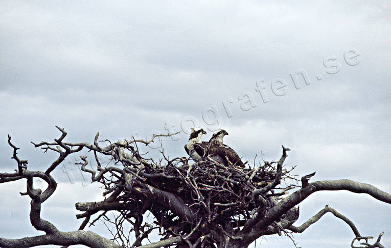 animals, birds, nest, nest tree, osprey, osprey's nest, ospreys, raptors