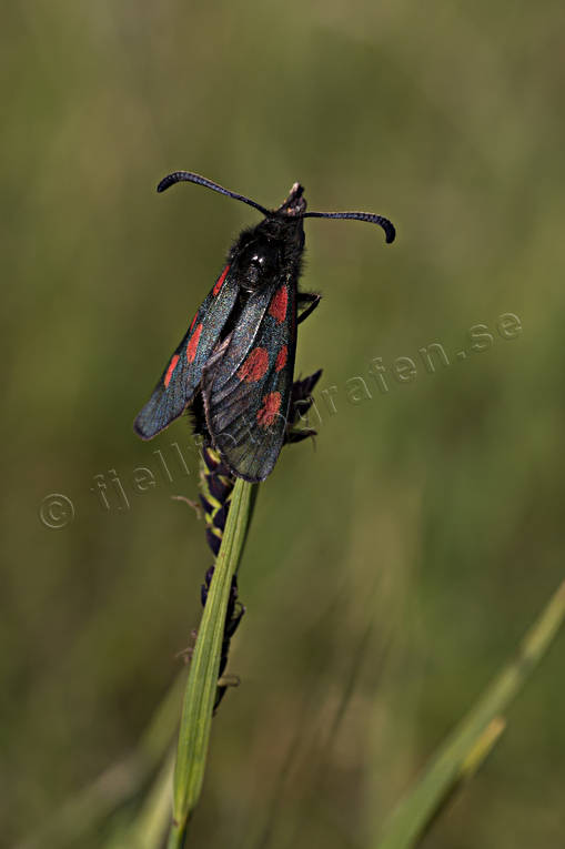animals, biotope, biotopes, butterflies, butterfly, Fjllbastardsvrmare, insect, insects, Zygaena exulans