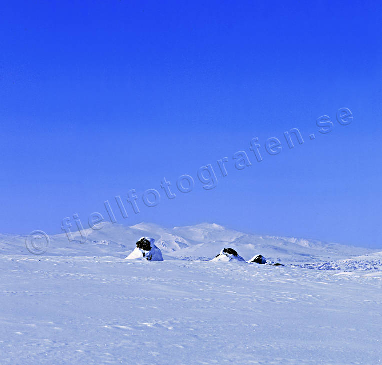fjllfjllen, landscapes, Lapland, mountain, winter