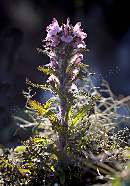 alpine flower, alpine flowers, biotope, biotopes, flowers, hairy lousewort, mountain, mountains, nature, plants, herbs