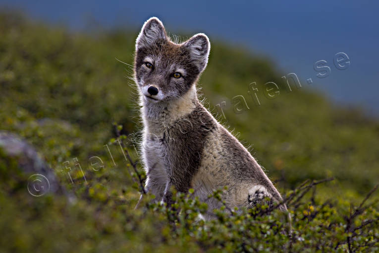 animals, arctic fox, den, fox, fox's den, mammals, mountain, mountain nature, mountains