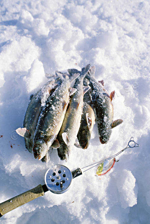 angling, arctic char, char, fish, fishing, fishing through ice, ice fishing, ice fishing, ice fishing rod