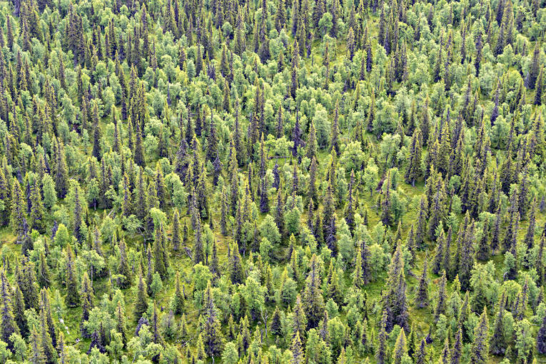 aerial photo, aerial photo, aerial photos, aerial photos, blandskog, drone aerial, drönarbild, drönarfoto, green, Lapland, mountain forest, nature, summer, taiga, woodland