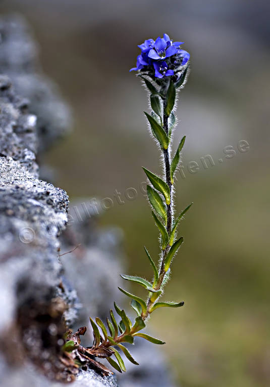 alpine flowers, biotope, biotopes, fjällveronika, flowers, mountain, mountain nature, mountains, nature, plants, herbs
