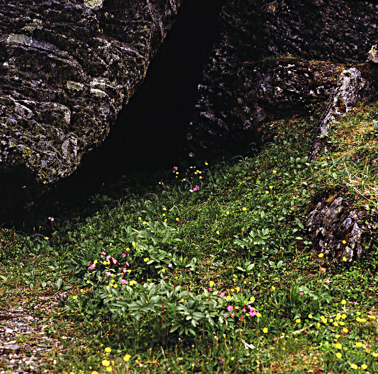 alpine flower, biotope, biotopes, flower, Krkevagge, mountain, mountain valley, mountains, nature, spring, Swedish border
