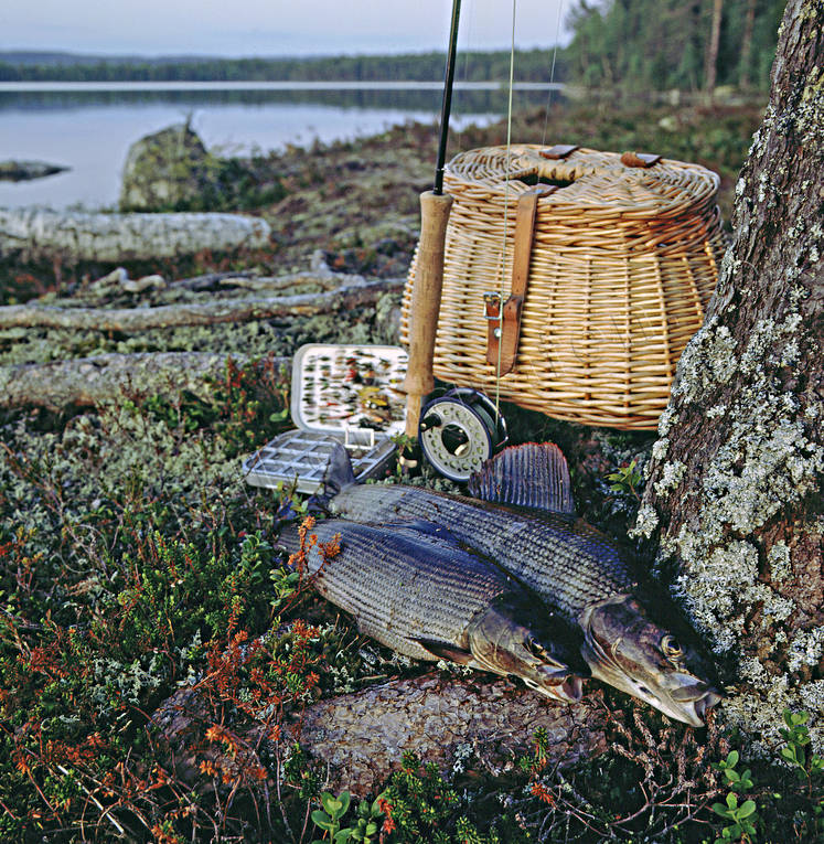 angling, evening light, fishing, flyfishing, grayling, Landom lake