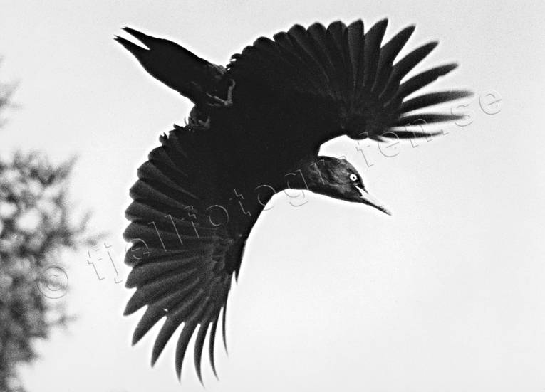 animals, birds, black woodpecker, black-and-white, fly, flying, piciformes, woodpecker, woodpeckers