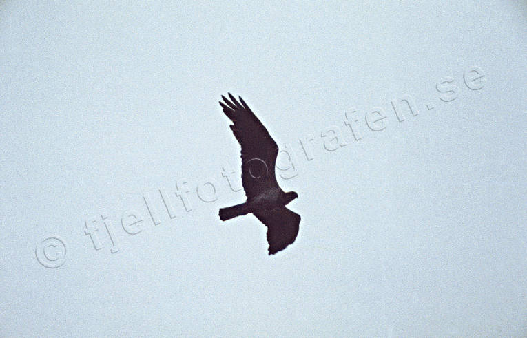 animals, bird, bird of prey, birds, flying, osprey, raptors