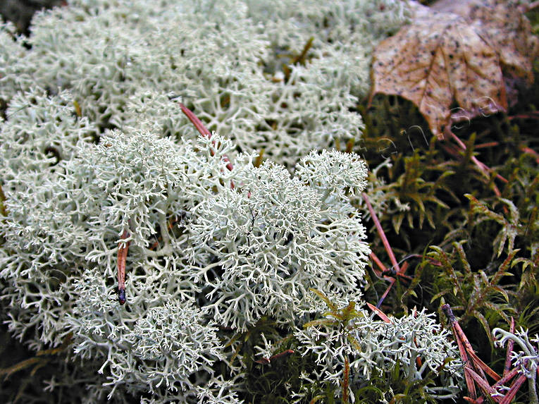 biotope, biotopes, forest land, forests, fnsterlav, lichen, lichens, nature, reindeer moss, reindeer moss, reindeer pasture, sphagnum, woodland