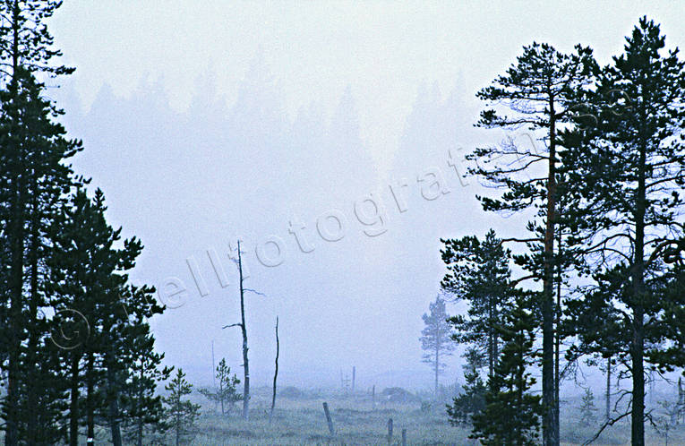 ambience, ambience pictures, atmosphere, autumn, bog soil, bog soils, fog, Herjedalen, mire, morning, morning mist, season, seasons, woodland